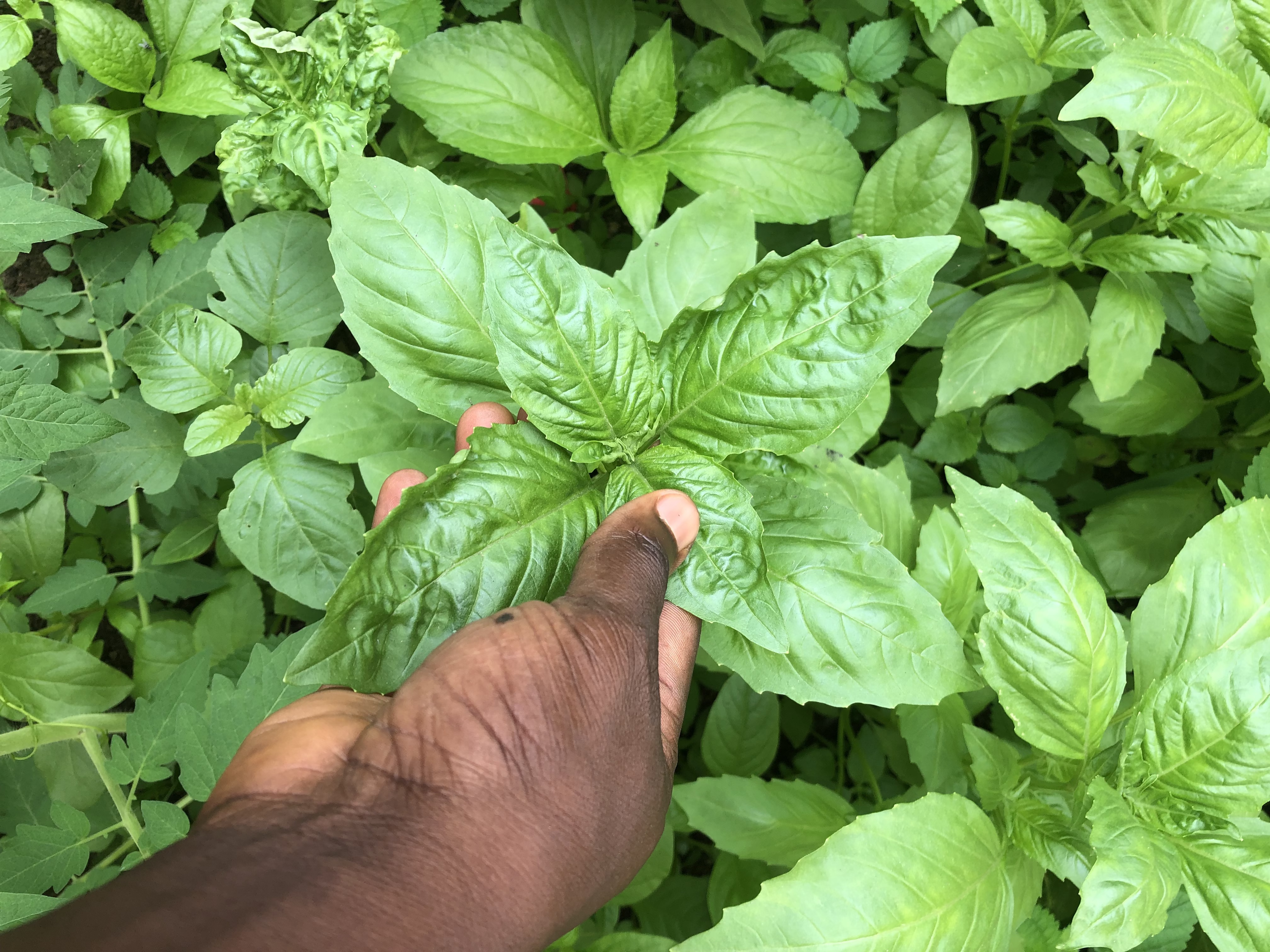 Garden Project – School and community garden setup